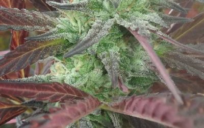 STRAIN REVIEW: MATANUSKA THUNDER FUCK