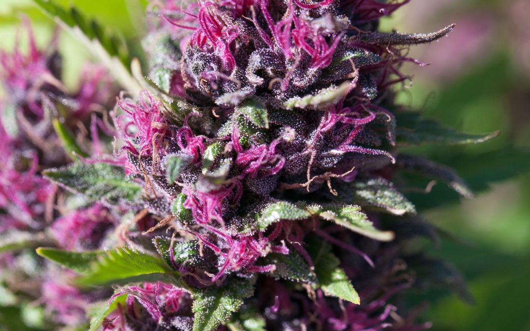 Strain Review Purple Rain Alaska Cannabis Company