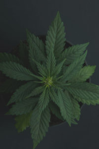 A top-down shot of a cannabis plant